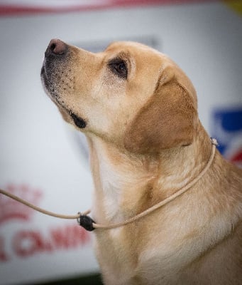 Étalon Labrador Retriever - TR. CH. Royal air force dit rio de la Passe de L' Eider