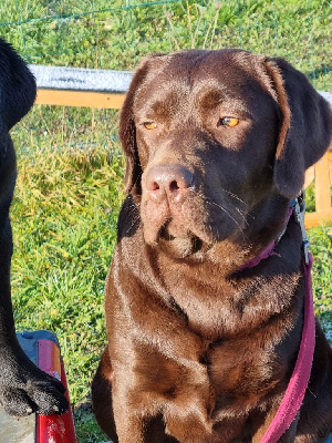 Étalon Labrador Retriever - Umiwak du verger des plaines