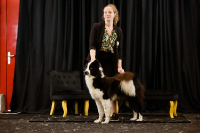 Étalon Laika de iakoutie - Not Fancy U'll think of me