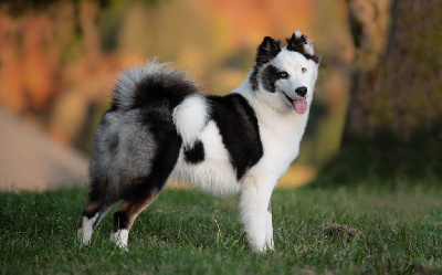 Étalon Laika de iakoutie - Dust Of Snow Vampire diaries caroline