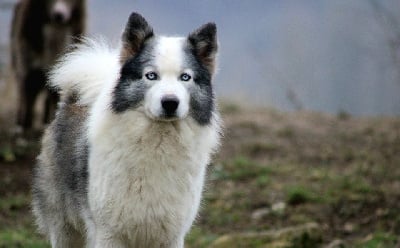 Étalon Laika de iakoutie - talented winner Bruno