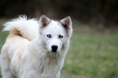 Étalon Laika de iakoutie - T'nahele du domaine du fruit des fendus