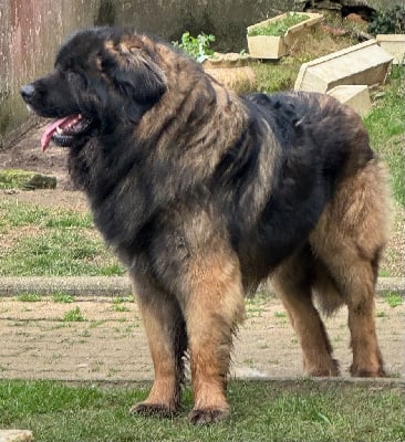 Étalon Leonberger - love & surprise largo vanitza