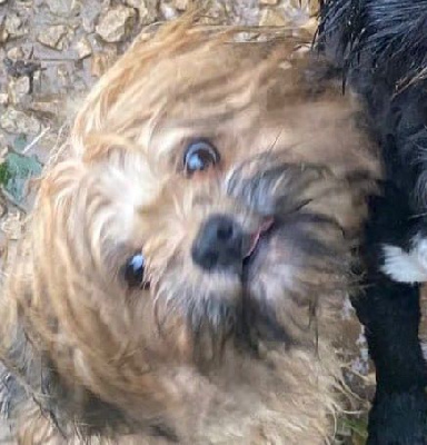 Étalon Lhassa Apso - Tiffany of caniland's dream