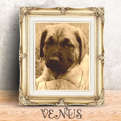 Étalon Mastiff - VENUS denfer De L'Etoile Filante De Gaïa
