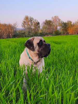 Étalon Mastiff - vago angels Hank dit helios