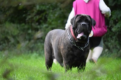 Étalon Mastiff - Voluptueuse asteria La Vallée Des Mountches