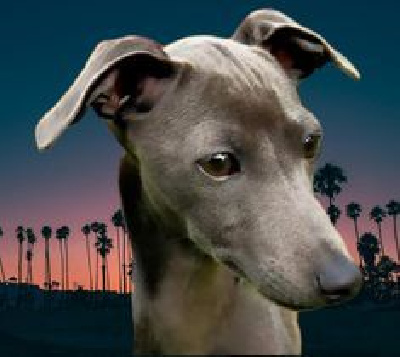 Étalon Petit Levrier Italien - CH. beauty of sicilia Safira blue angel