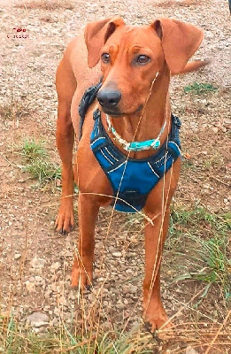 Étalon Pinscher Allemand - Téha De La Tour De Cruzières