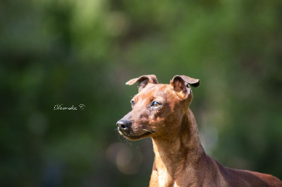 Étalon Pinscher nain - Sleipnir black blood