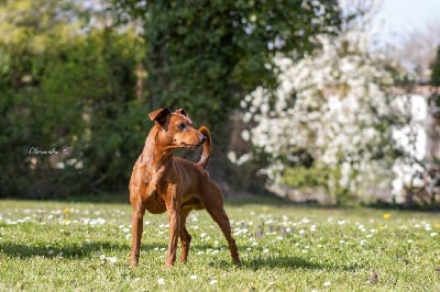 Étalon Pinscher nain - CH. Alan claudia gaudini greenvalley