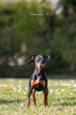 Étalon Pinscher nain - Vilaine Des Doux Poilus