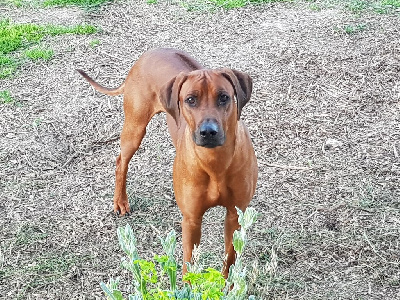 Étalon Rhodesian Ridgeback - Ravel des prouillacs