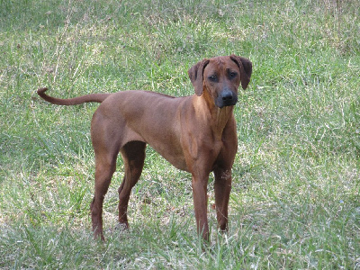 Étalon Rhodesian Ridgeback - Topaze des prouillacs
