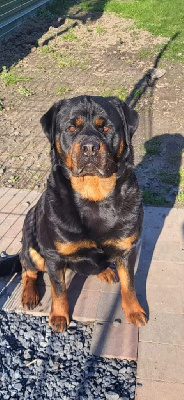 Étalon Rottweiler - Sidney Of Passion Amstaff 