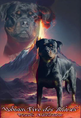 Étalon Rottweiler - Urban fire Des Blacks Pearls Addiction