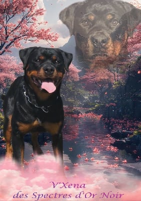 Étalon Rottweiler - V?xena des spectres d’or noir