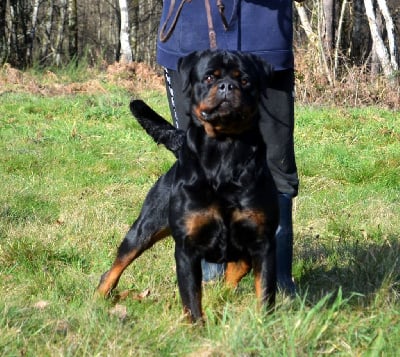 Étalon Rottweiler - Shining Du Temple D'Adranos
