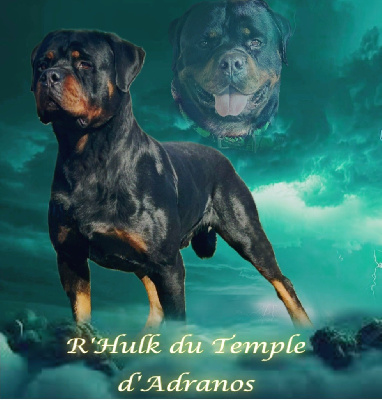 Étalon Rottweiler - R hulk Du Temple D'Adranos