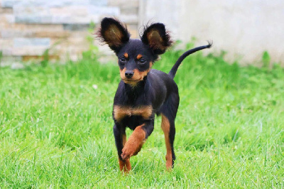 Étalon Russkiy Toy (Petit Chien Russe) - Vezymir-ulk au Royaume D'ultra