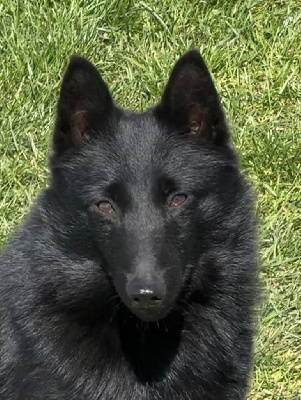 Étalon Schipperke - Topaze du Mas de Valaurine