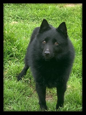 Étalon Schipperke - Tybalt du Mas de Valaurine