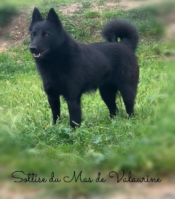 Étalon Schipperke - Sottise du Mas de Valaurine