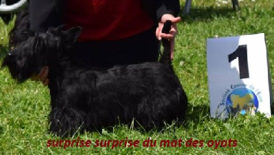 Étalon Scottish Terrier - Surprise surprise Du mat des oyats