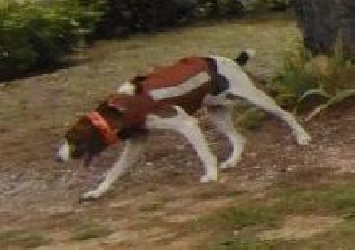 Étalon Segugio Maremmano - Sultan (Sans Affixe)