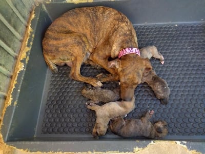 Étalon Segugio Maremmano - Tina Des Combes Du Ventoux