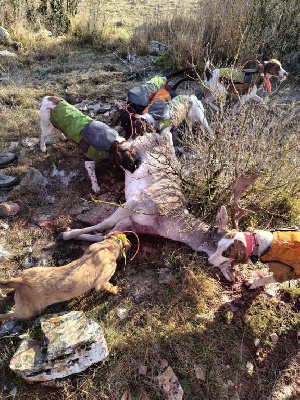 Étalon Segugio Maremmano - Vista De la dent dure