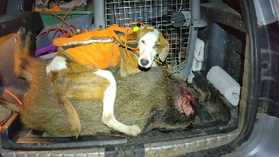 Étalon Segugio Maremmano - Ugo (Sans Affixe)