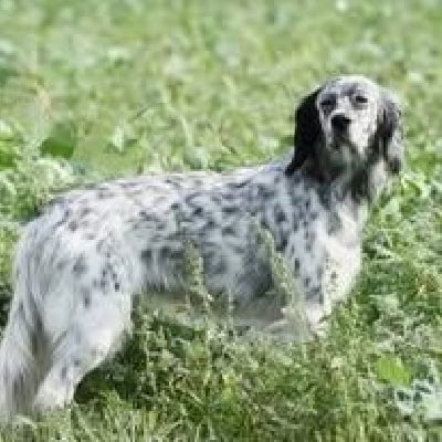 Étalon Setter Anglais - TR. Reily Du Comté De Trépugnat
