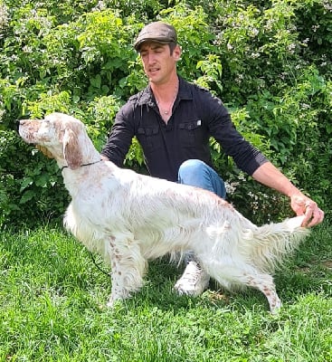 Étalon Setter Anglais - Sher khan Du Comté De Trépugnat