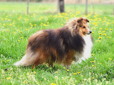 Étalon Shetland Sheepdog - The spirit of fire fox Des Louves Du Houtland