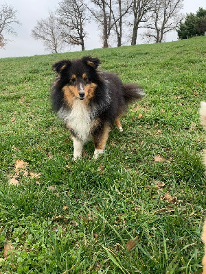 Étalon Shetland Sheepdog - Tbelle Du Petit Berger Sympa