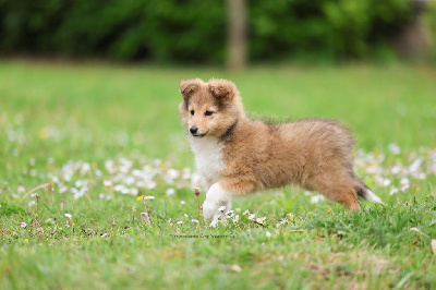 Étalon Shetland Sheepdog - Akela - after all this time Du Royaume Des Renards