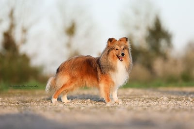 Étalon Shetland Sheepdog - Tony - unique dream Du Royaume Des Renards