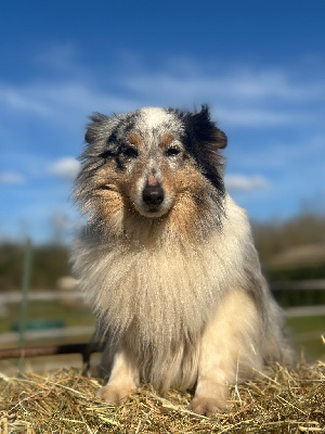Étalon Shetland Sheepdog - Dream From Highland's Steredenn glas