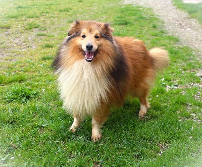 Étalon Shetland Sheepdog - Spycy Du chateau de francogney