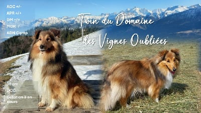 Étalon Shetland Sheepdog - Twin Du Domaine Des Vignes Oubliées