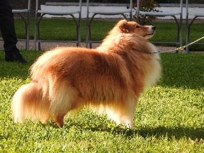 Étalon Shetland Sheepdog - CH. lavika Star splash