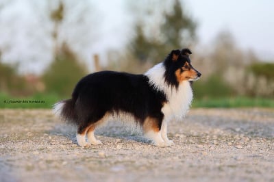 Étalon Shetland Sheepdog - CH. Obiwan for a million dream (Sans Affixe)