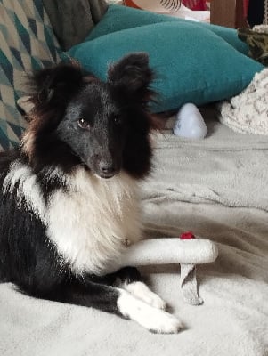 Étalon Shetland Sheepdog - The queen De La Legende De La Gravenne