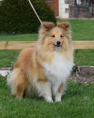Étalon Shetland Sheepdog - Sia sing for us du Jardin d'Angélique