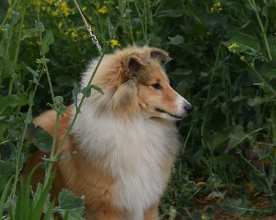 Étalon Shetland Sheepdog - Vitalys du Jardin d'Angélique