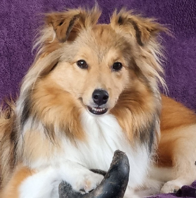 Étalon Shetland Sheepdog - U are my fair lady Of Biotiful Gems