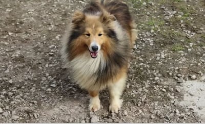 Étalon Shetland Sheepdog - Rio Des dames Chanoinesses