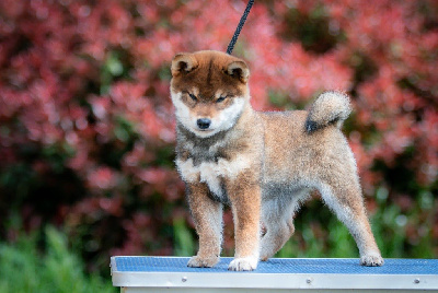 Étalon Shiba - Akikaze du Bois de Compiègne