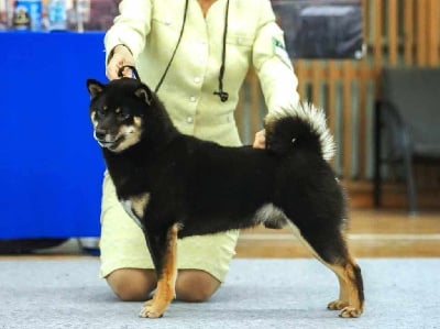 Étalon Shiba - CH. dar chingiza Number one